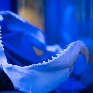 🌊 City kvíz: vyhraj rodinné vstupné na výstavu Obři oceánů 🦈🐋