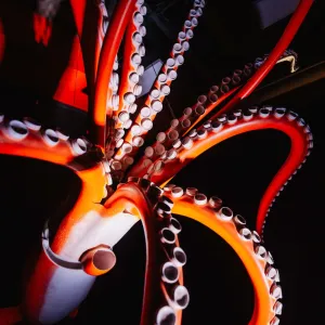 🌊 City kvíz: vyhraj rodinné vstupné na výstavu Obři oceánů 🦈🐋