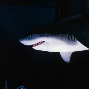 🌊 City kvíz: vyhraj rodinné vstupné na výstavu Obři oceánů 🦈🐋