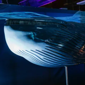 🌊 City kvíz: vyhraj rodinné vstupné na výstavu Obři oceánů 🦈🐋