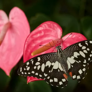 🦋 CITY KVÍZ: vyhraj vstupenky na motýlí show v Botanické zahradě!