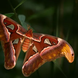 🦋 CITY KVÍZ: vyhraj vstupenky na motýlí show v Botanické zahradě!