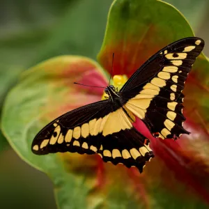 🦋 CITY KVÍZ: vyhraj vstupenky na motýlí show v Botanické zahradě!