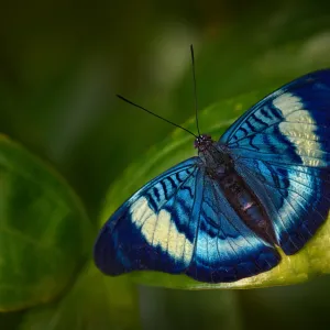 🦋 CITY KVÍZ: vyhraj vstupenky na motýlí show v Botanické zahradě!