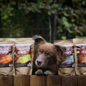 🐾 Rychlá pětka: Dopřej svému mazlíčkovi Snídani šampiónů!