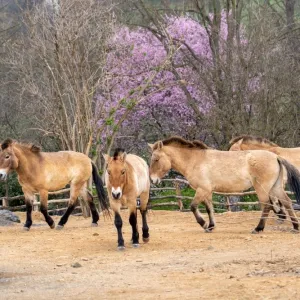 Zoo Praha otevřela expozici Gobi, pásku slavnostně přestřihl i prezident Pavel