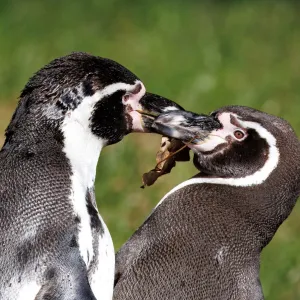 Valentýn v ZOO Praha