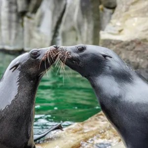 Valentýn v ZOO Praha