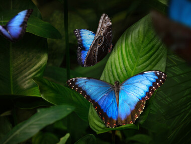 Vyhrajte rodinnou vstupenku na výstavu motýlů do Botanické zahrady