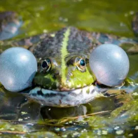 Zoo Praha zahájí o víkendu novou sezonu, buďte u toho