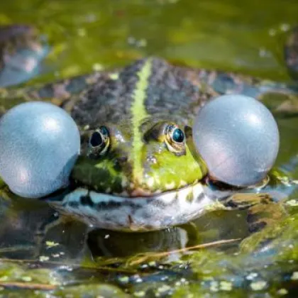 Zoo Praha zahájí o víkendu novou sezonu, buďte u toho
