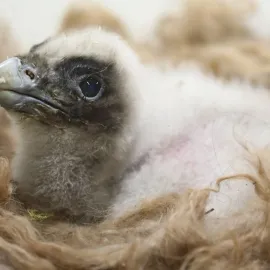 V Zoo Praha se po 20 letech vylíhlo mládě orlosupa