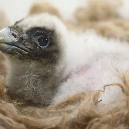 V Zoo Praha se po 20 letech vylíhlo mládě orlosupa