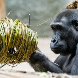 Jak se slaví Velikonoce v Zoo Praha?