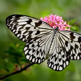 Botanická zahrada v Troji zve výstavu motýlů