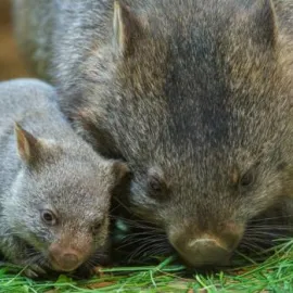 Zoo Praha a herec Ondřej Sokol představí mládě vombata