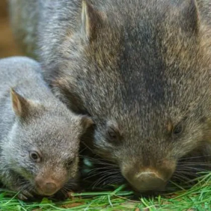 Zoo Praha a herec Ondřej Sokol představí mládě vombata