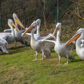 V Zoo Praha končí opatření kvůli ptačí chřipce