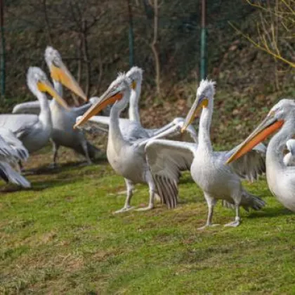 V Zoo Praha končí opatření kvůli ptačí chřipce