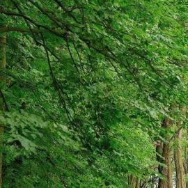 Na zlepšení životního prostředí v Praze půjde letos 43 milionů