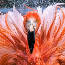 Neděle v Zoo Praha s plameňáky a poselstvím