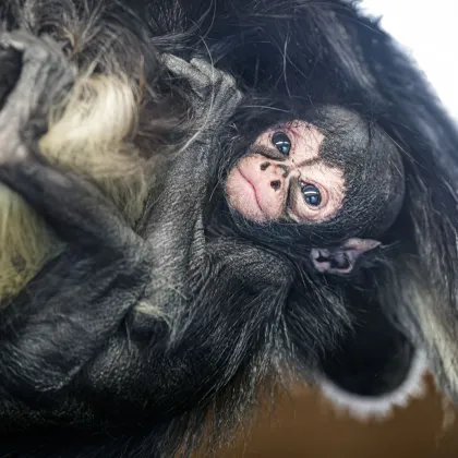 V Zoo Praha se narodila "pavoučí opice"