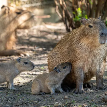 Rekordní počet mláďat, v Zoo Praha se narodily kapybary