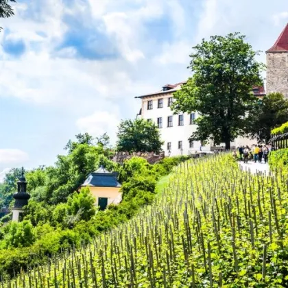 Pražské vinice se o víkendu otevřou zdarma