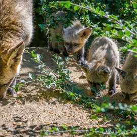 V Zoo Praha se narodila tři štěňata psů ušatých
