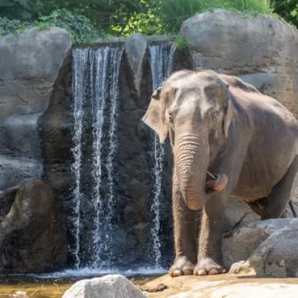 Sobota s Gulab v Zoo Praha