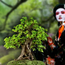 Výstava bonsají a japonské kultury je zpět v Troji
