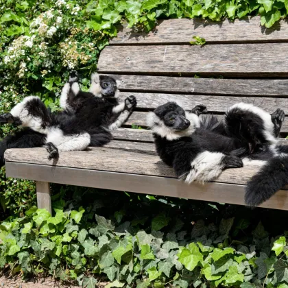 Noví spolubydlící na Ostrově lemurů