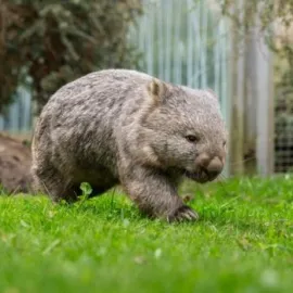 Jak se žije vombatům? Dozvíme se v Zoo Praha