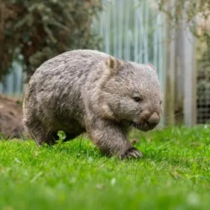Jak se žije vombatům? Dozvíme se v Zoo Praha