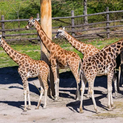 V Zoo Praha v neděli slaví tatínkové a žirafy