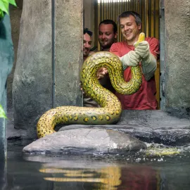 Zoo Praha stěhovala a měřila anakondy