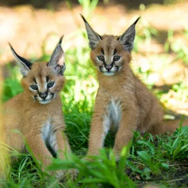 Koťata karakalů prozkoumávají svět v Zoo Praha