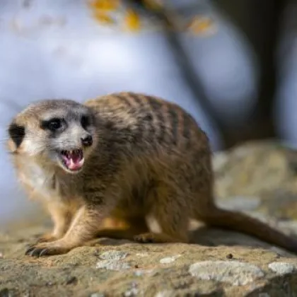 V sobotu slaví v Zoo Praha surikaty