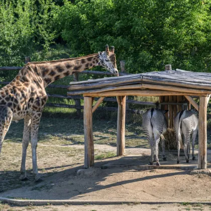 Jmenuje se Finn, je mu devět a do Zoo Praha dorazil z Nizozemska