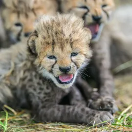 V Zoo Praha se narodila paterčata gepardů