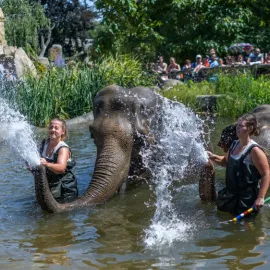 Zoo Praha slaví Světový den slonů