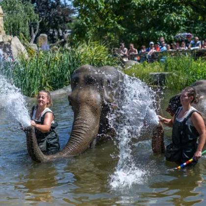 Zoo Praha slaví Světový den slonů