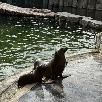 Zoo Praha představí mládě lachtana, zítra dostane jméno