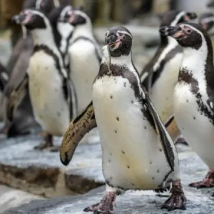 Praha 4 podporuje tučňáky v Zoo Praha