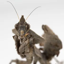 Kudlanka jako Darth Vader nebo orchidej? Ukáže je nová výstava