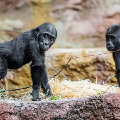 Zoo Praha a oslava dne míru a odkazu Jane Goodall