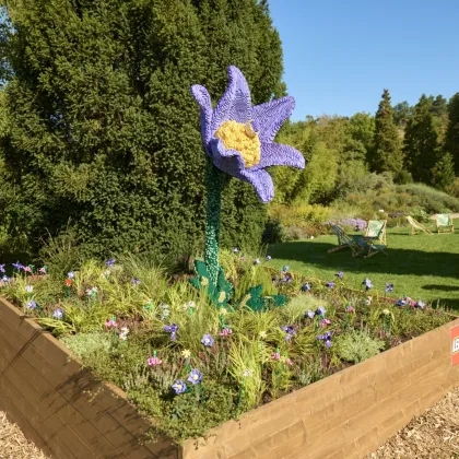 V Botanické v Troji vzniká květinová louka