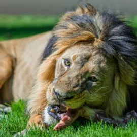 Zoo Praha chystá na volné pondělí oslavu narozenin