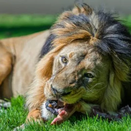 Zoo Praha chystá na volné pondělí oslavu narozenin