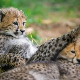 Paterčata gepardů potěší návštěvníky Zoo Praha